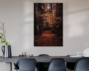 a path through an autumnal forest full of colourful autumn leaves, a path with an autumnal atmosphere in the forest by Thomas Heitz