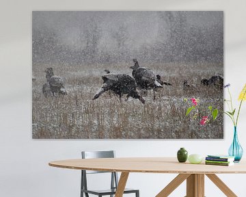Wild turkeys in winter by Claude Laprise