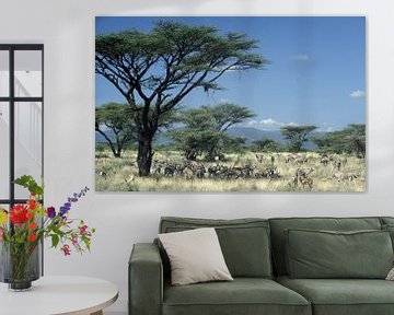 Antilopen; Oryxen in de savanne van Kenia, Afrika van Paul van Gaalen, natuurfotograaf