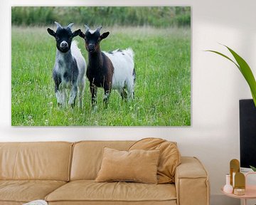 Cute little goats in the meadow von Tamara Witjes