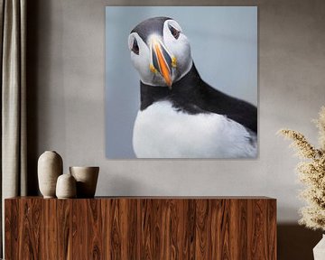 Puffin portrait by Daniela Beyer