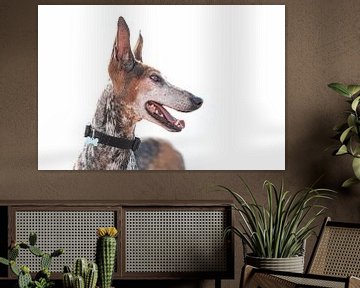 Portret van een hond van het Podenco Canario ras van Harrie Muis