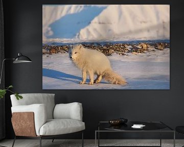 Arctic fox on Svalbard by Kai Müller