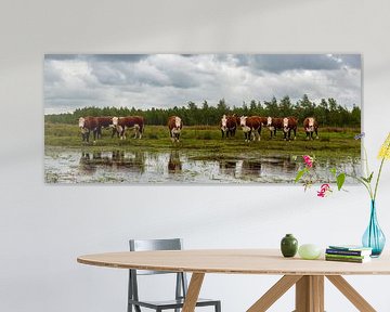 Nederlands landschap, Hereford koeien, Fochteloërveen, Drenthe van Mark de Weger
