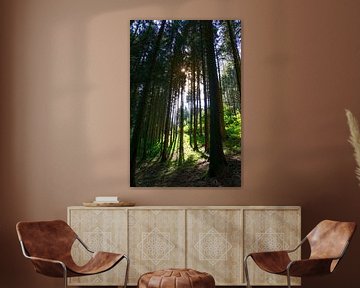 Hoge bomen in het bos met zonnestralen die erdoorheen schijnen in de herfst van adventure-photos