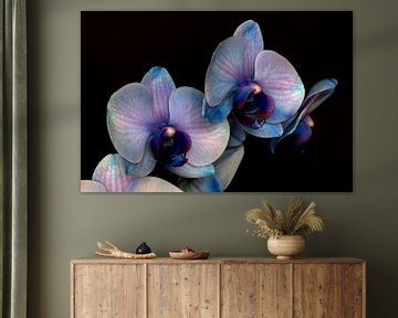 Blue-purple orchid against a black background by W J Kok