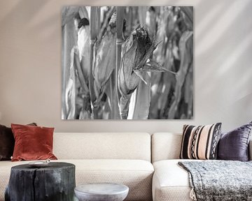 Corn in black and white