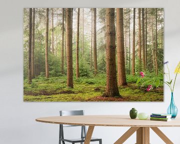 Bospanorama in de zomer op Landgoed Zonheuvel Doorn - Utrechtse Heuvelrug van Sjaak den Breeje