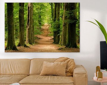 Avenue dans la forêt de hêtres sur Amerongse Berg - Utrechtse Heuvelrug sur Sjaak den Breeje