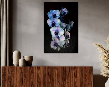 Blue-purple orchid against a black background by W J Kok