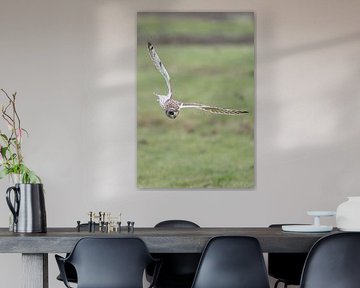 Short-eared owl on the hunt