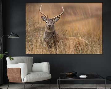 Red deer in the Scottish Highlands by Daniela Beyer