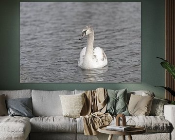 Young mute swan bobbing on the water by picsbyronenvief