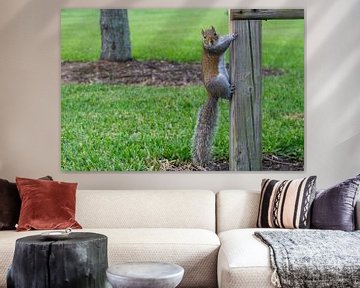 USA, Florida, Brown squirrel with long bushy tail climbing up a wood truss by adventure-photos