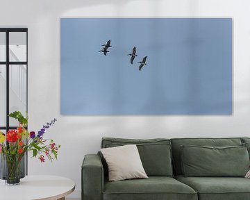 USA, Floride, Quatre beaux pélicans bruns volant dans les airs sur adventure-photos
