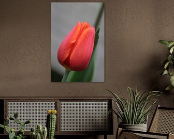 Tulp van Lotte Klumper