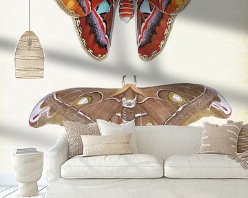 Atlas butterfly and Hercules butterfly by Jasper de Ruiter