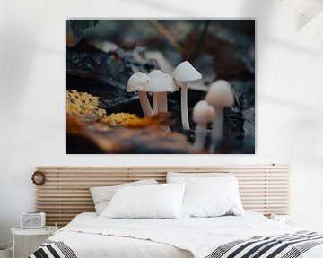 Cute Dutch Autumn Mushrooms by Atomic Photos