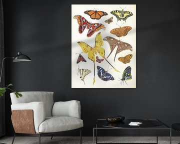 Colourful butterflies by Jasper de Ruiter