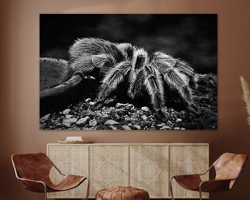 Tarantula van Maickel Dedeken