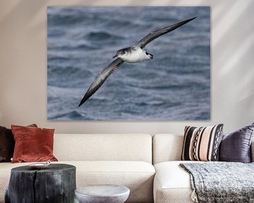 Een Noordse pijlstormvogel in vlucht boven water van Marcel Klootwijk