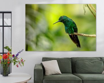 Groenkruinbriljant kolibrie van Eveline Dekkers