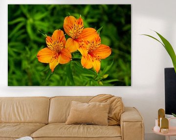 Alstroemeria - Azoren - Tropische bloemen