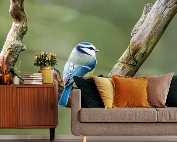 Blue tit on branch by Gianni Argese