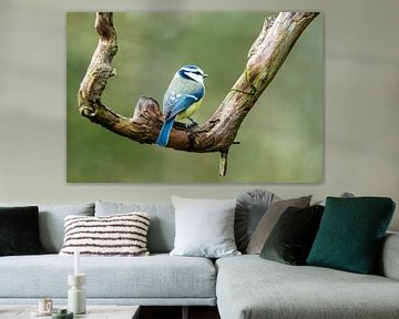 Blue tit on branch by Gianni Argese