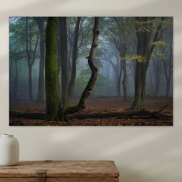 Alter Wald im Nebel