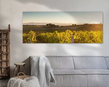 Wijnranken in de Toscaanse heuvels - panorama von Damien Franscoise