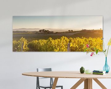 Wijnranken in de Toscaanse heuvels - panorama van Damien Franscoise
