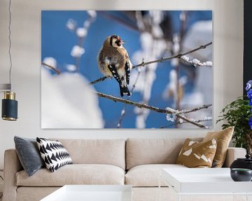 Un chardonneret est perché sur un arbre couvert de neige sur ManfredFotos