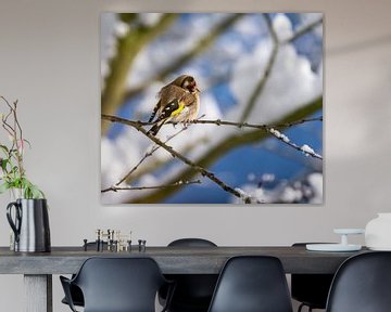 Een distelvink zit op een besneeuwde boom van ManfredFotos