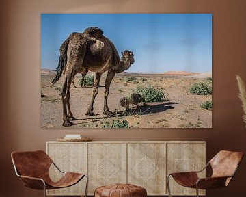 Dromedary