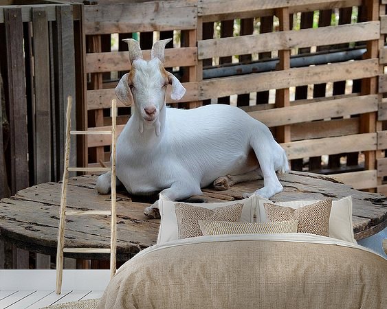 Aperçu de la chambre