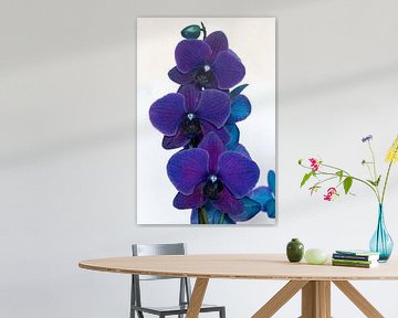 Een blauw paarse orchidee tegen een witte achtergrond