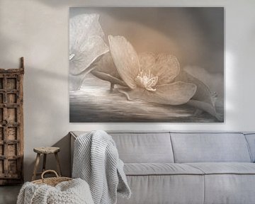 Hydrangea blossom beige - fantasy landscape by Edeltraut K. Schlichting