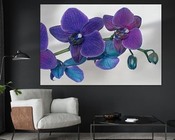 A blue-purple orchid against a white background by W J Kok