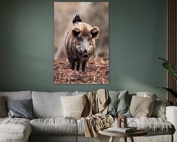 ein Wildschwein steht in einem Laubwald mit einem Raben auf dem Rücken von Mario Plechaty Photography