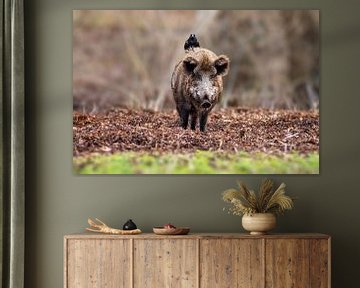 ein Wildschwein steht in einem Laubwald mit einem Raben auf dem Rücken von Mario Plechaty Photography