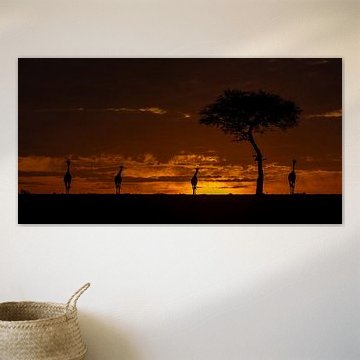 Giraffen bei Sonnenaufgang