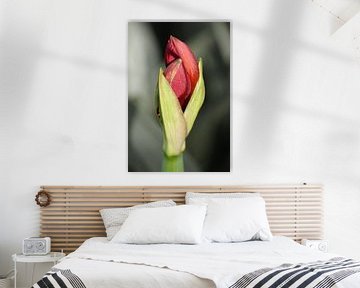 Ontluikende Amaryllis van Bob de Bruin