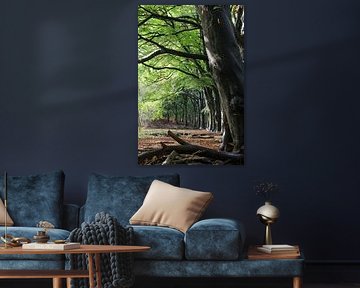 The Forest