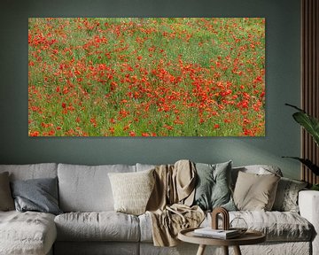 panorama de coquelicots