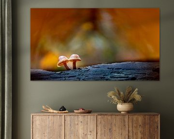 Dichtbij - Twee hoedvormige paddestoelen met dromerige achtergrond