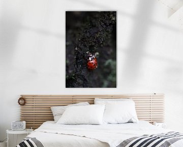 Ladybird by Benny's foto's
