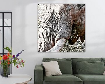 Etende olifant close-up van Klik! Images