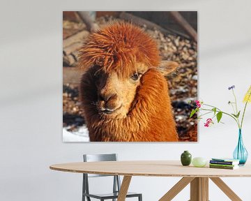 Alpaca is een dier uit de kamelenfamilie.