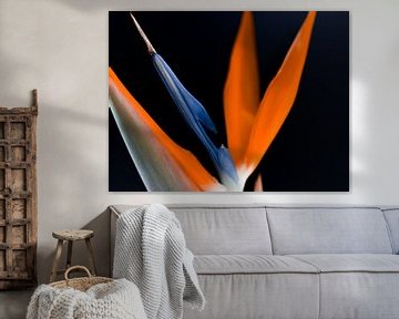 Strelitzia in volle bloei van Jenny Kambeck